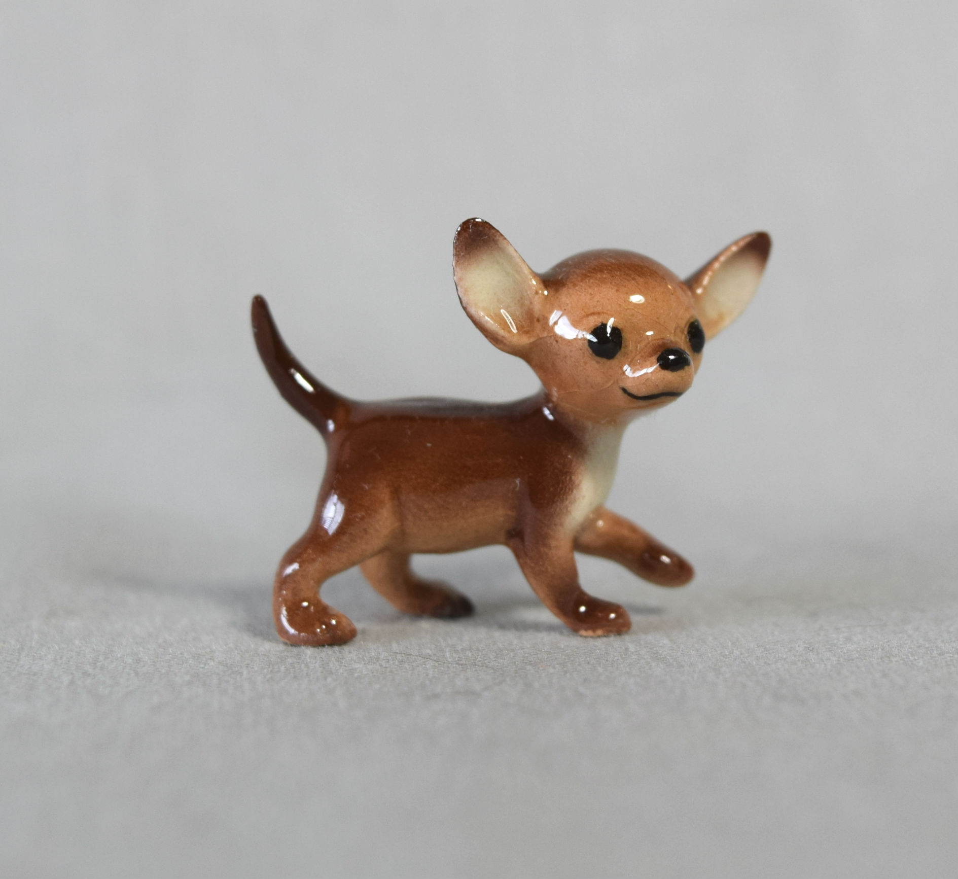 Chihuahua puppy, walking-image