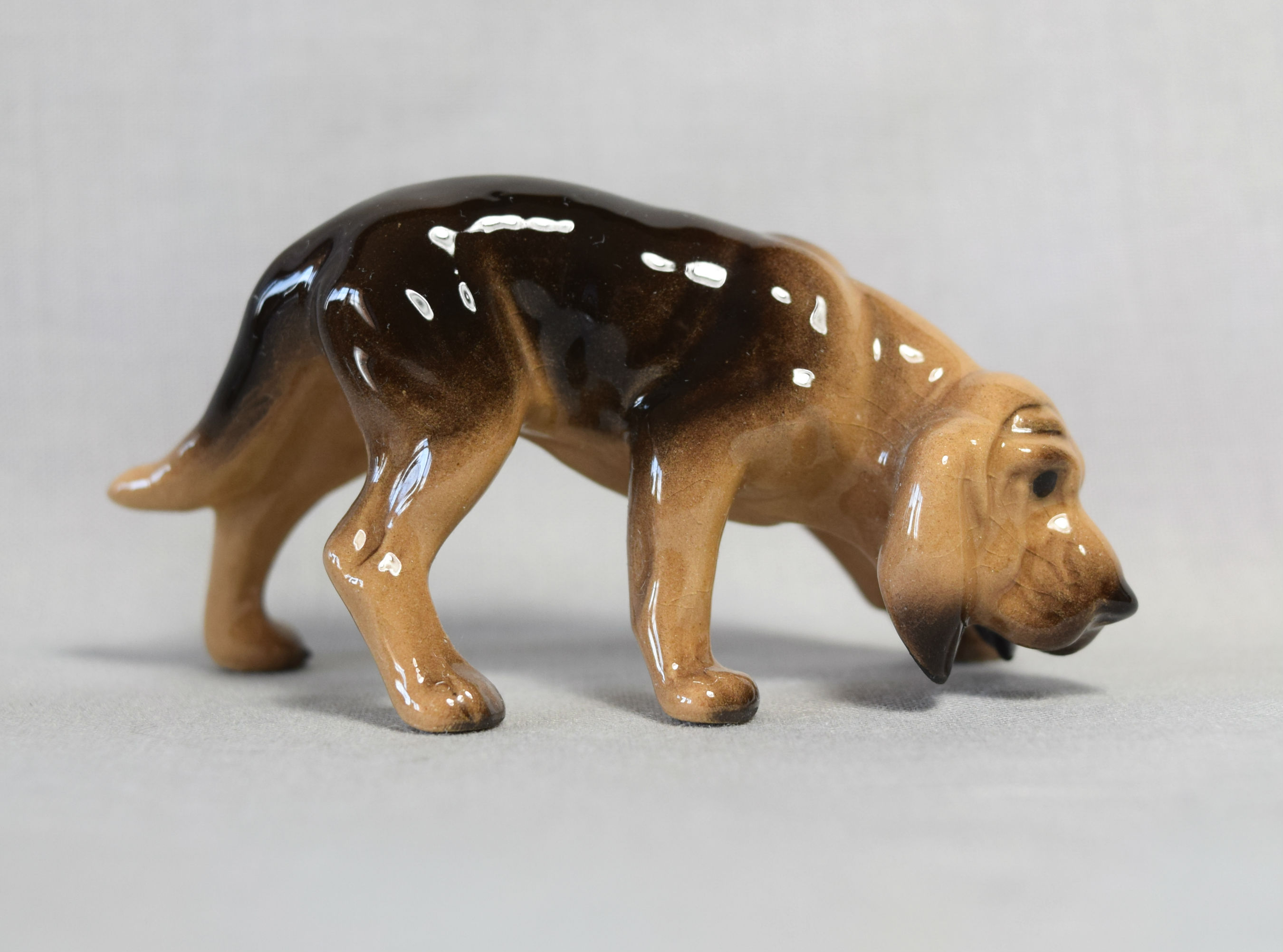 Bloodhound, standing-image
