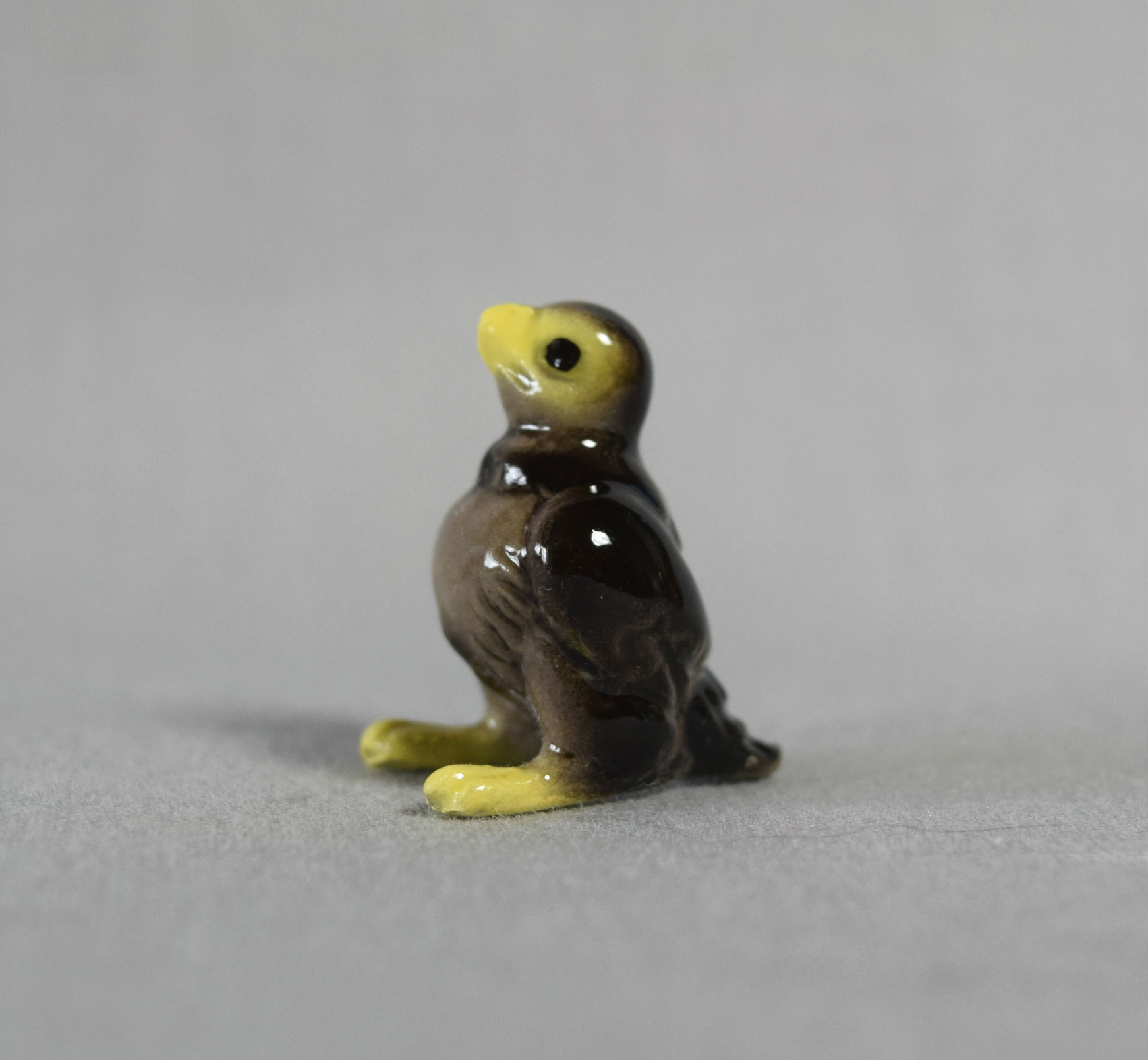 Peregrine Falcon Baby-image
