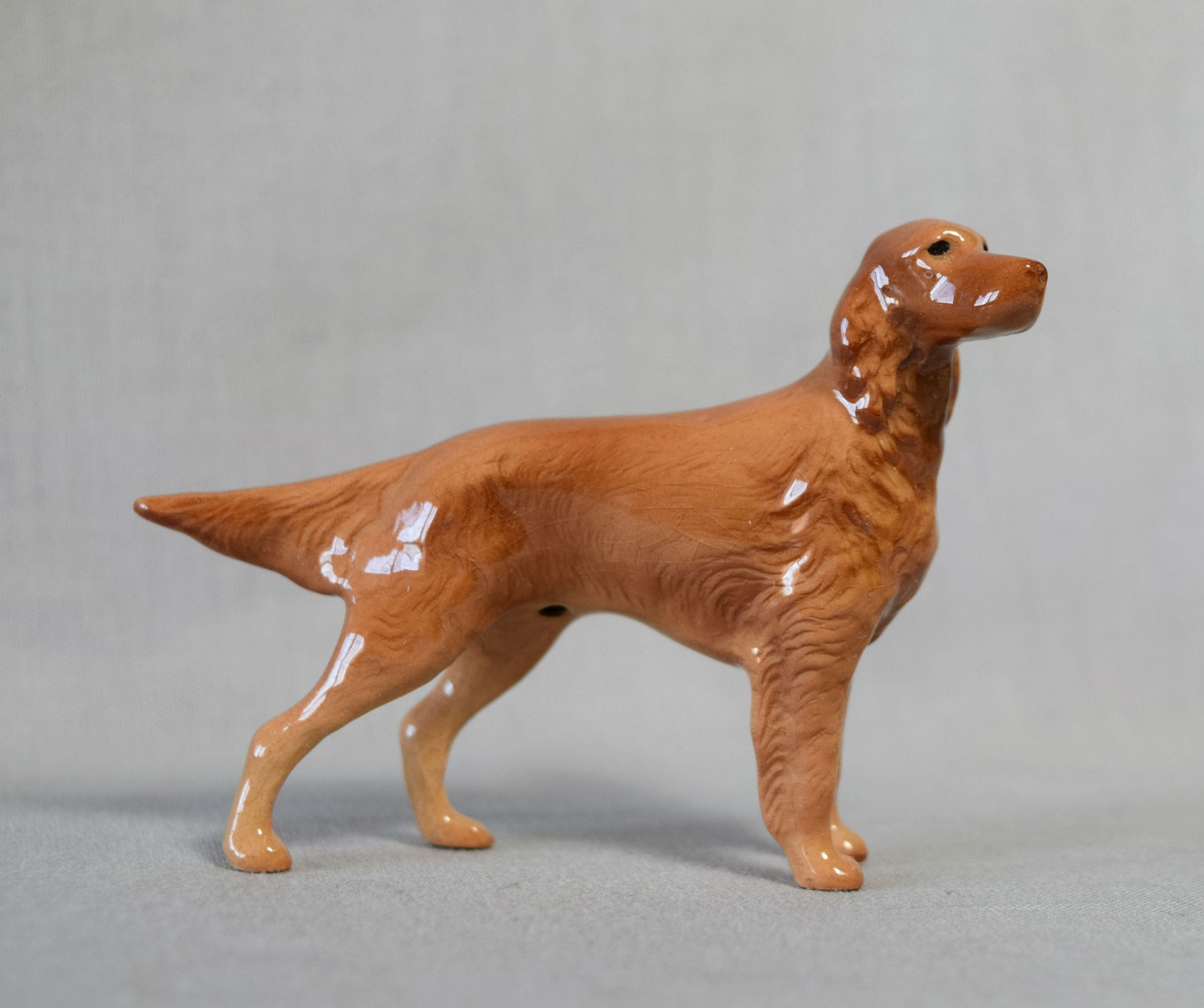 Irish Setter-image