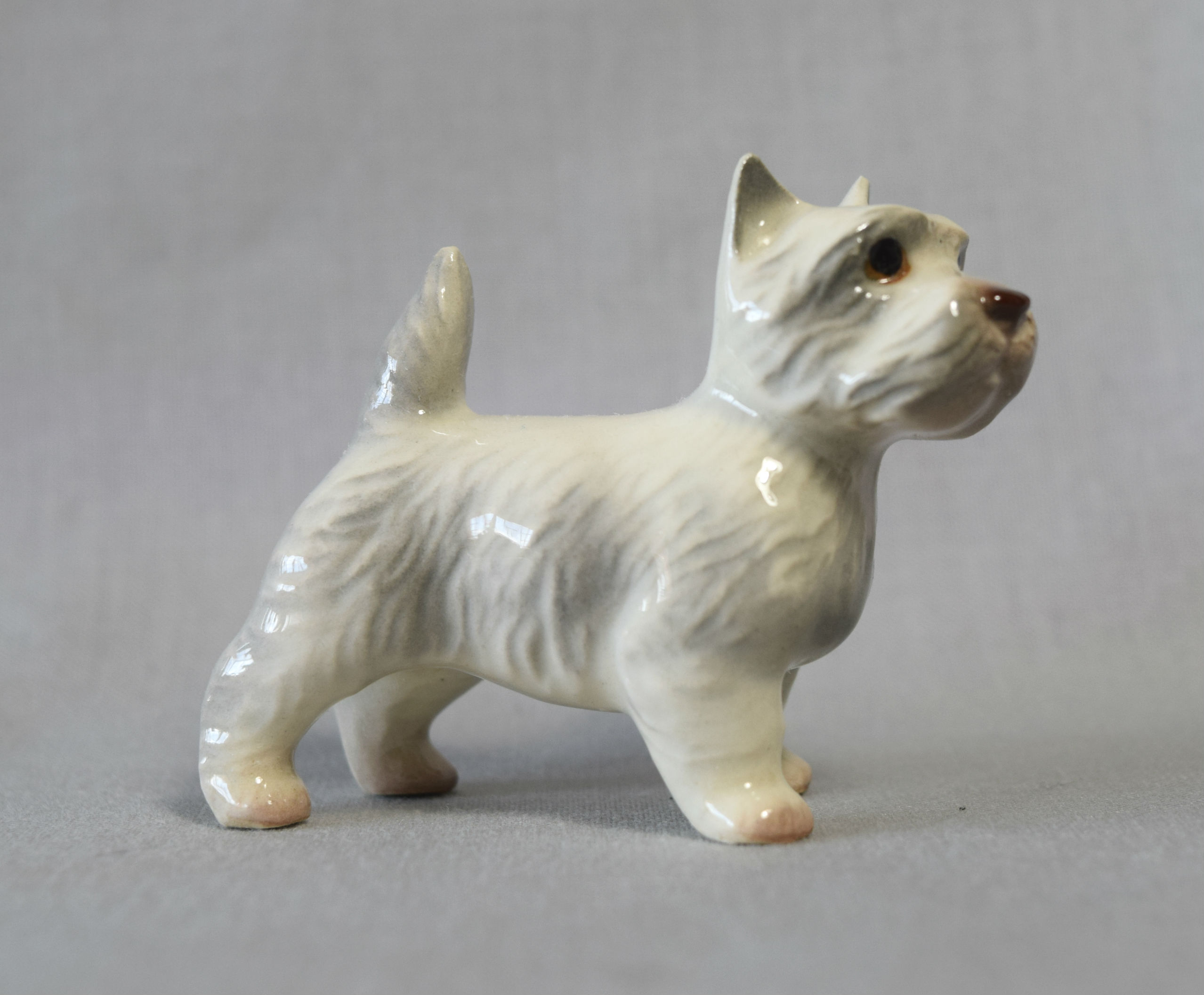 West Highland White Terrier -image