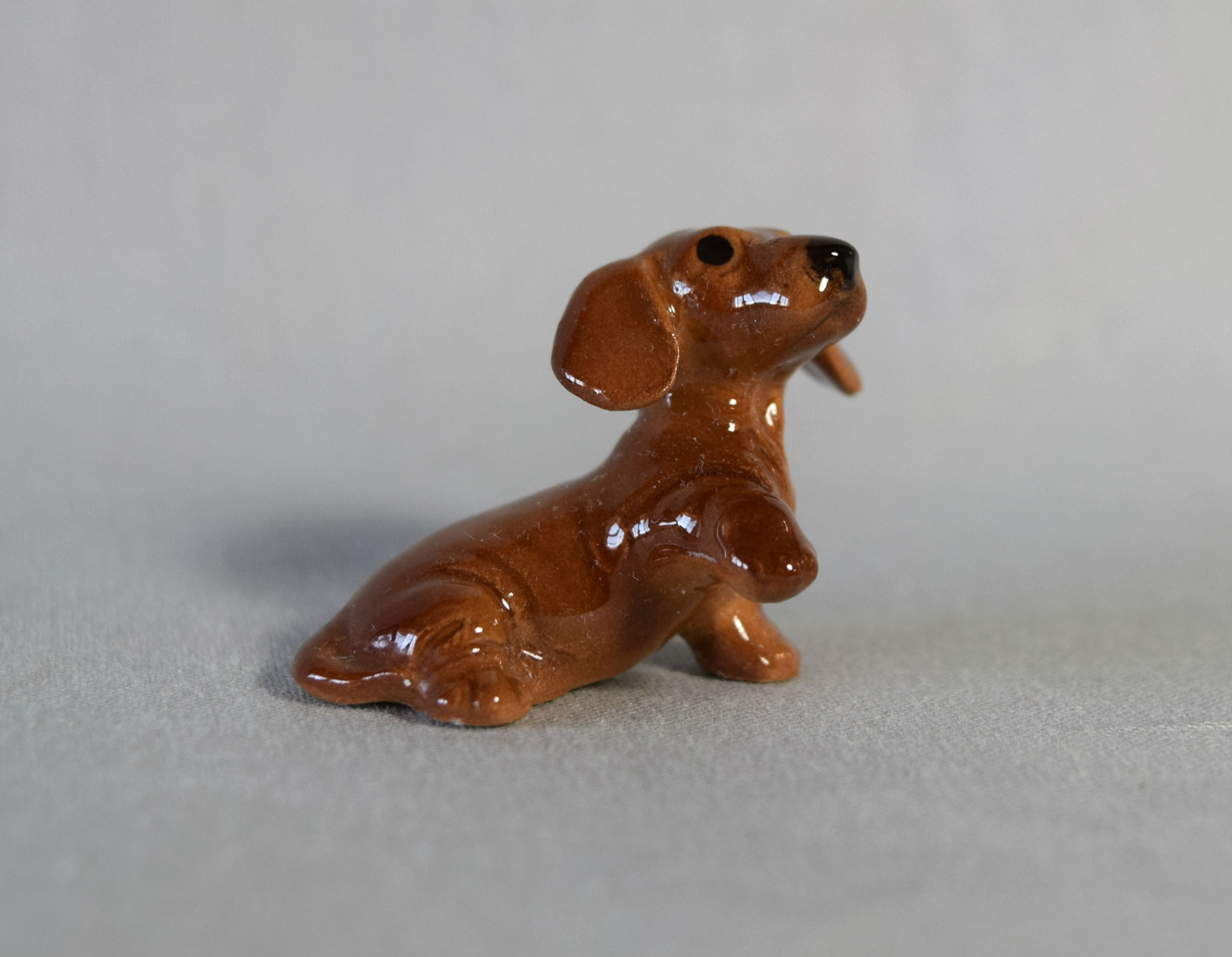 Dachshund puppy, paw up-image