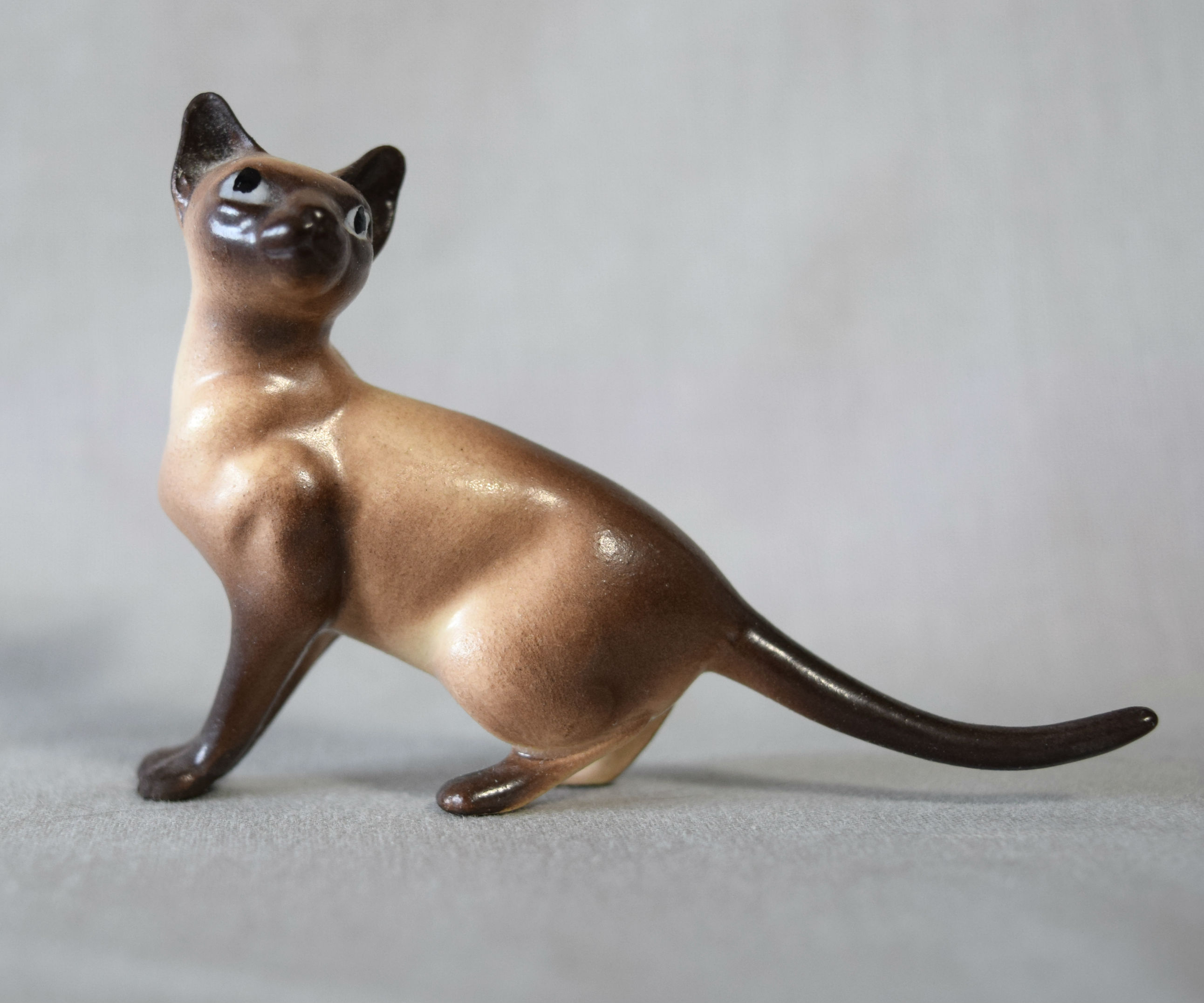 Siamese cat, standing, tail out-image