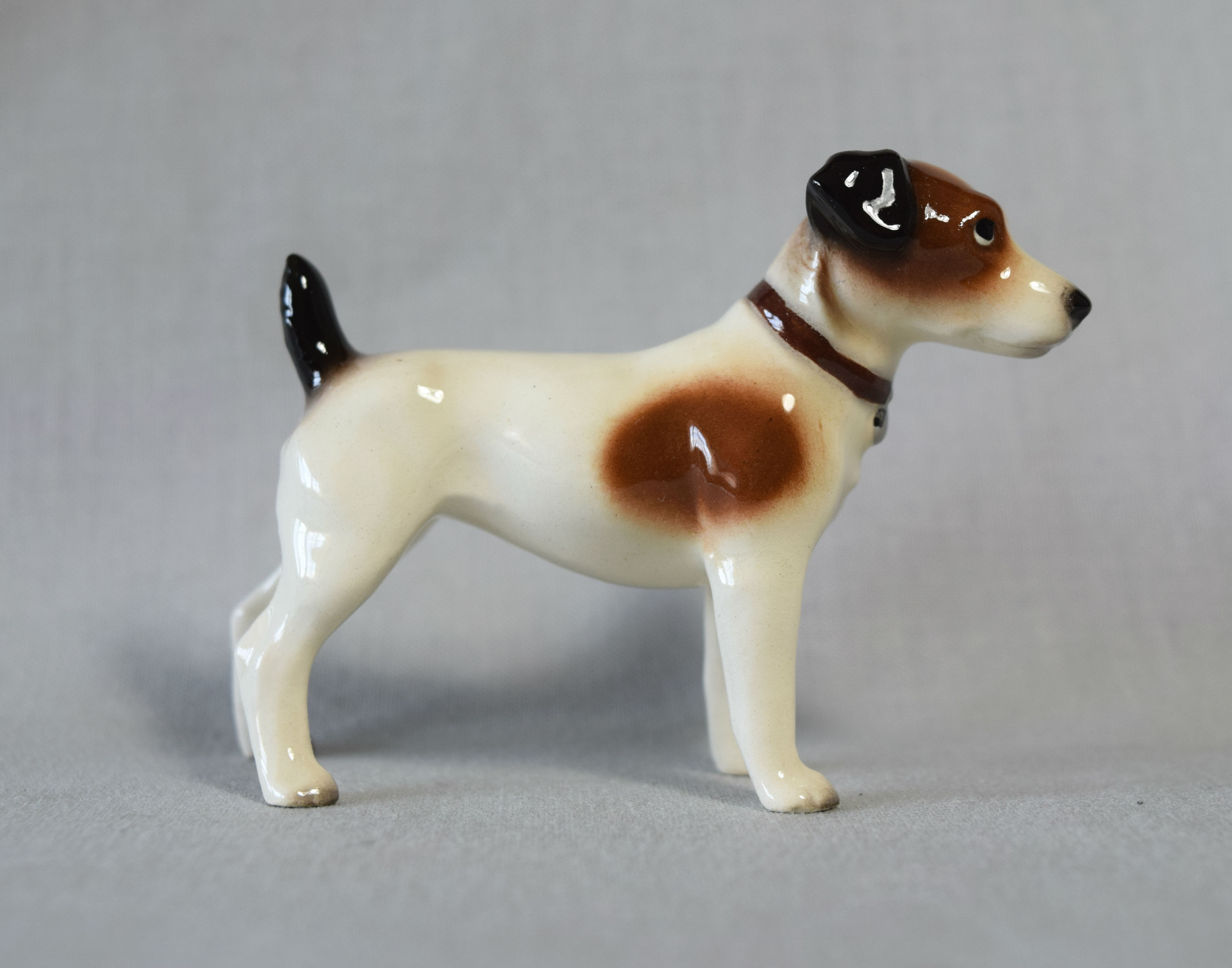 Jack Russell Terrier, standing main image