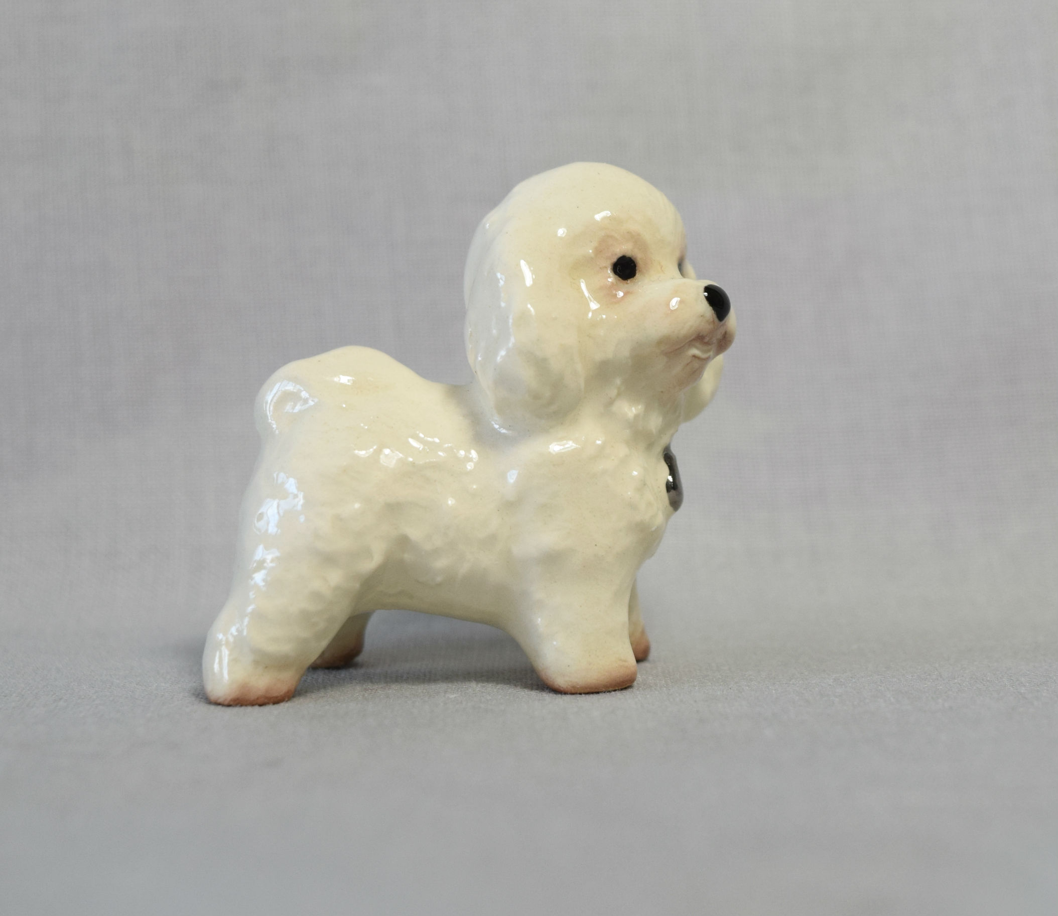 Bichon Frise-image