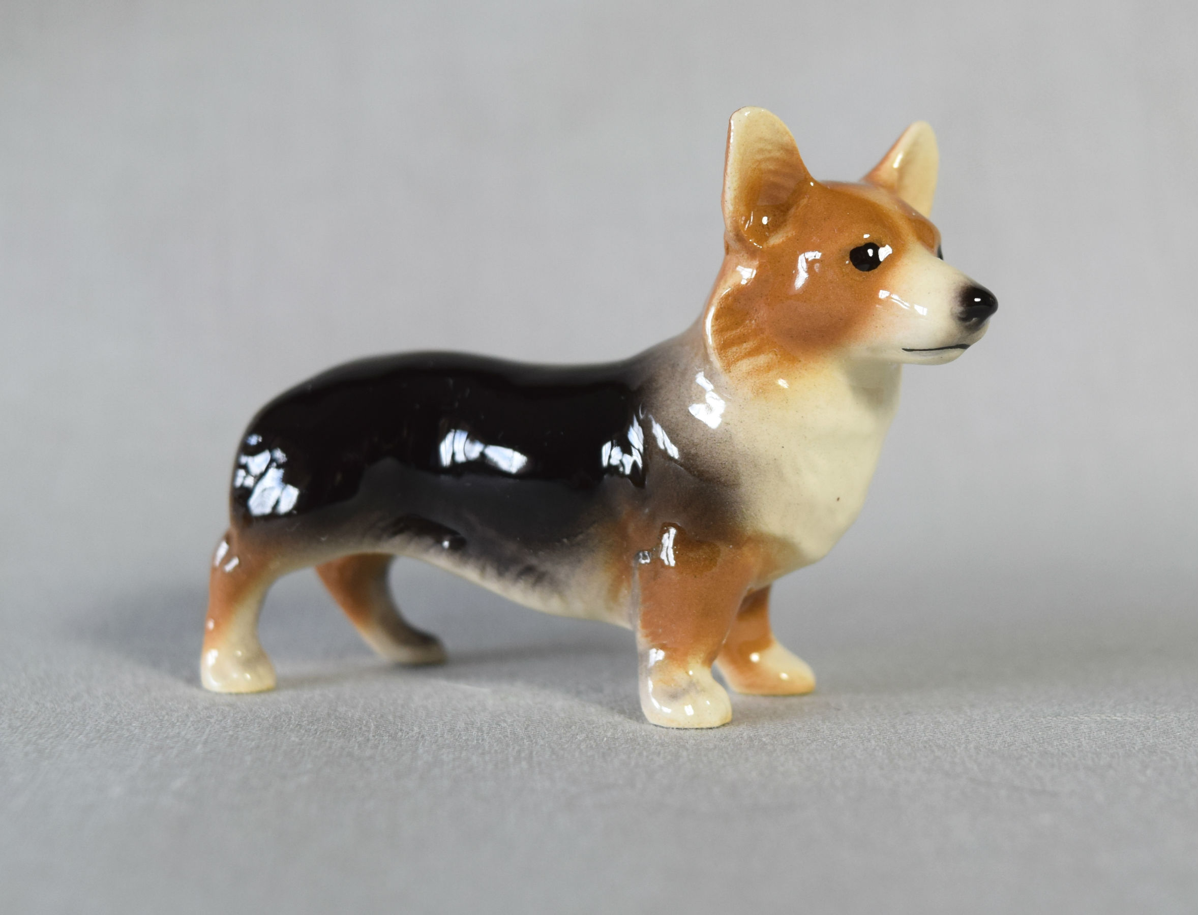 Corgi-image