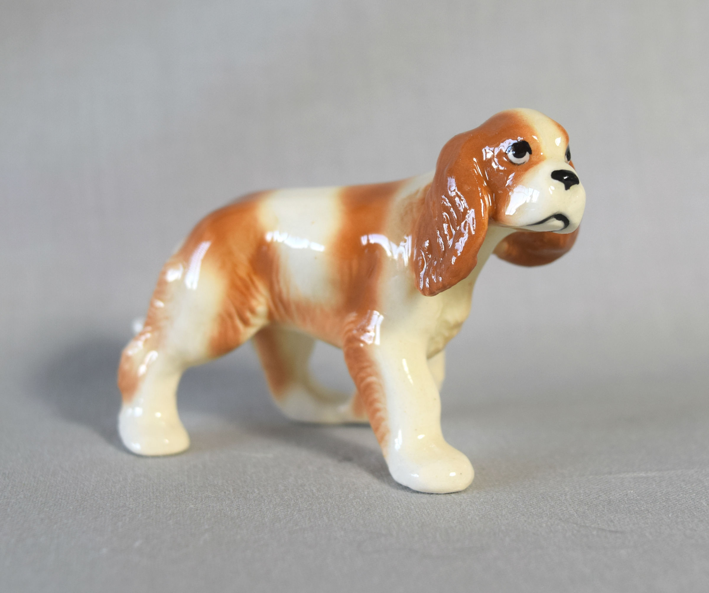 King Charles Spaniel-image