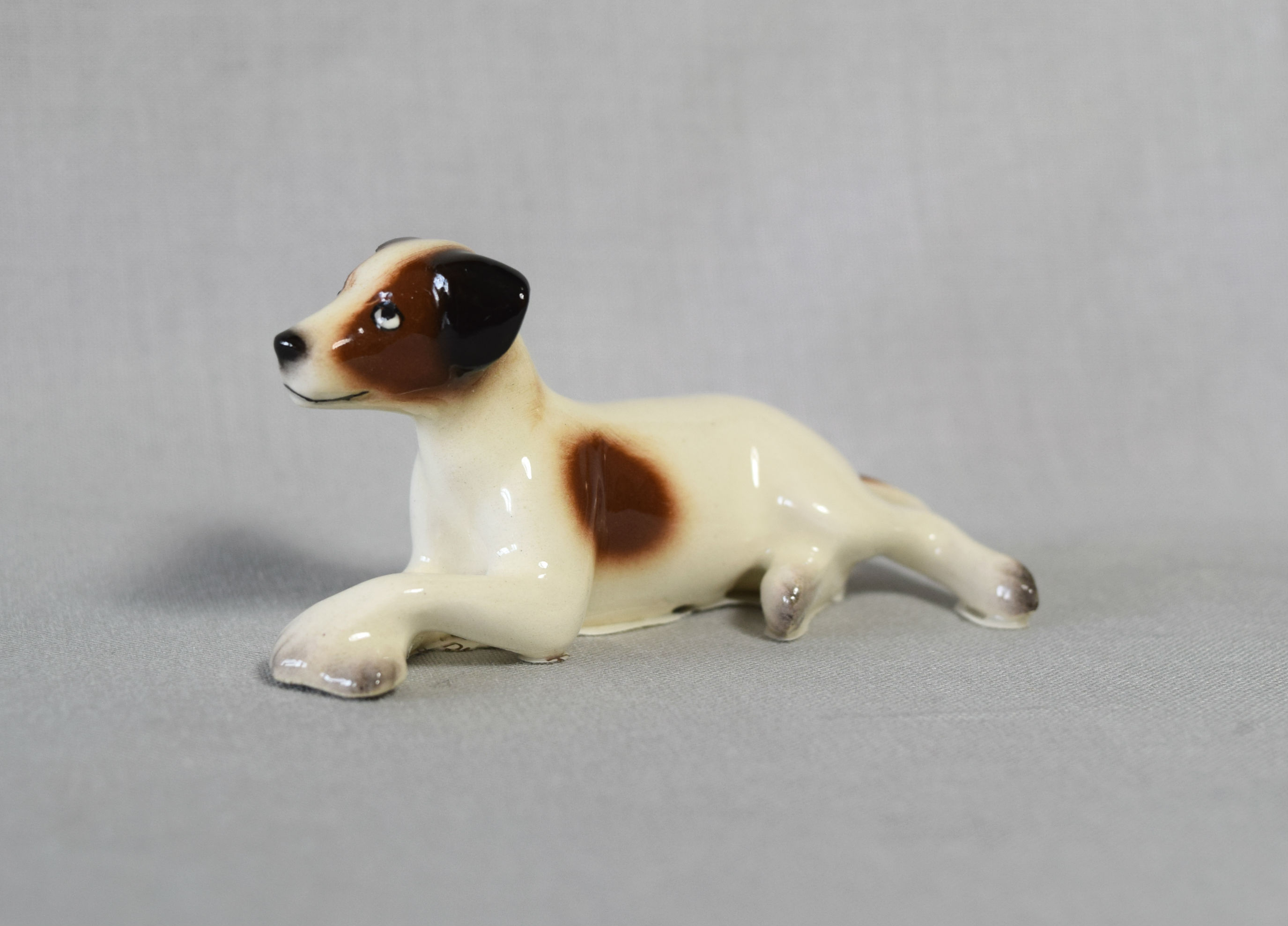 Jack Russell Terrier, lying-image