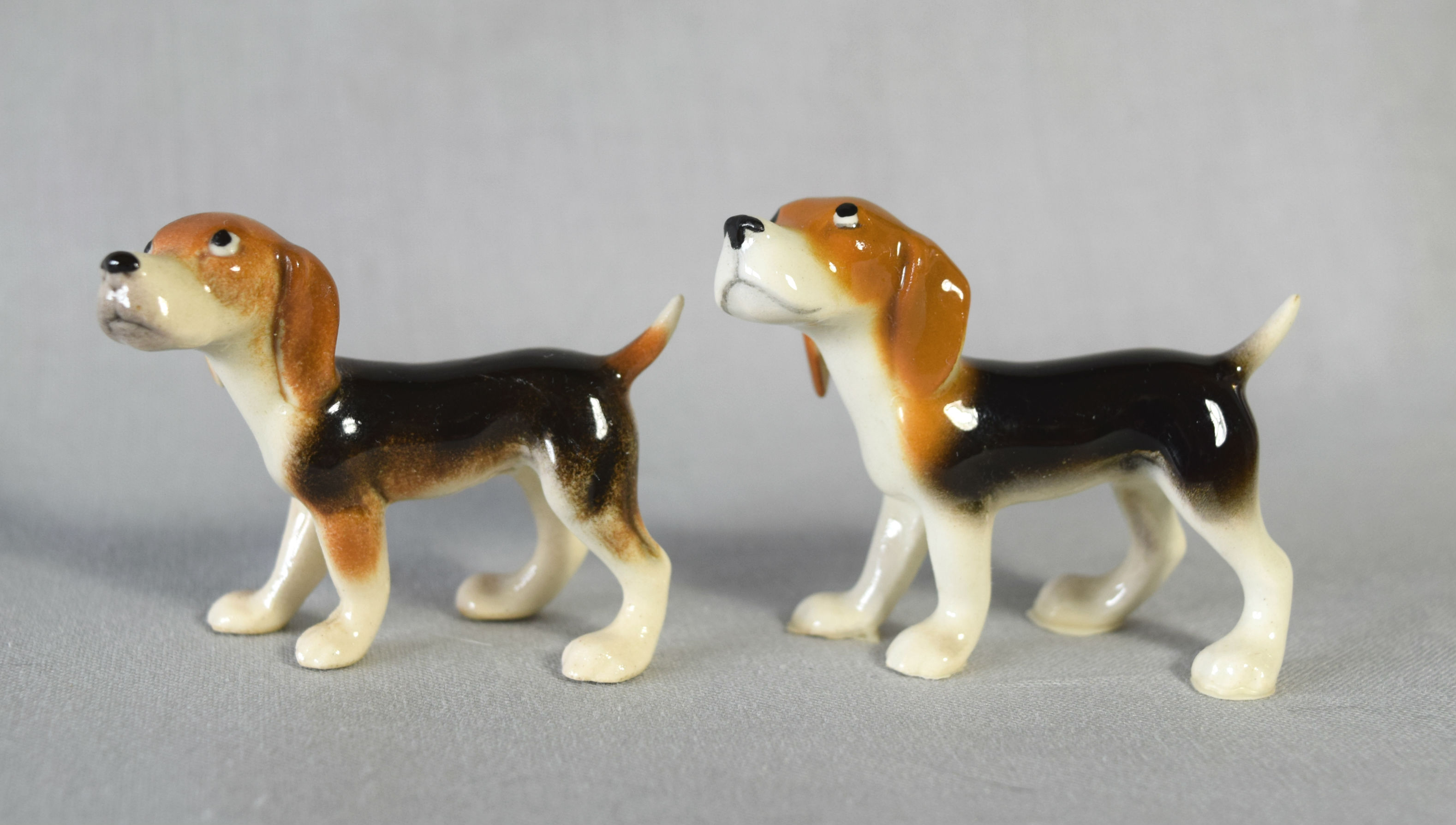 Beagle adult, standing-image