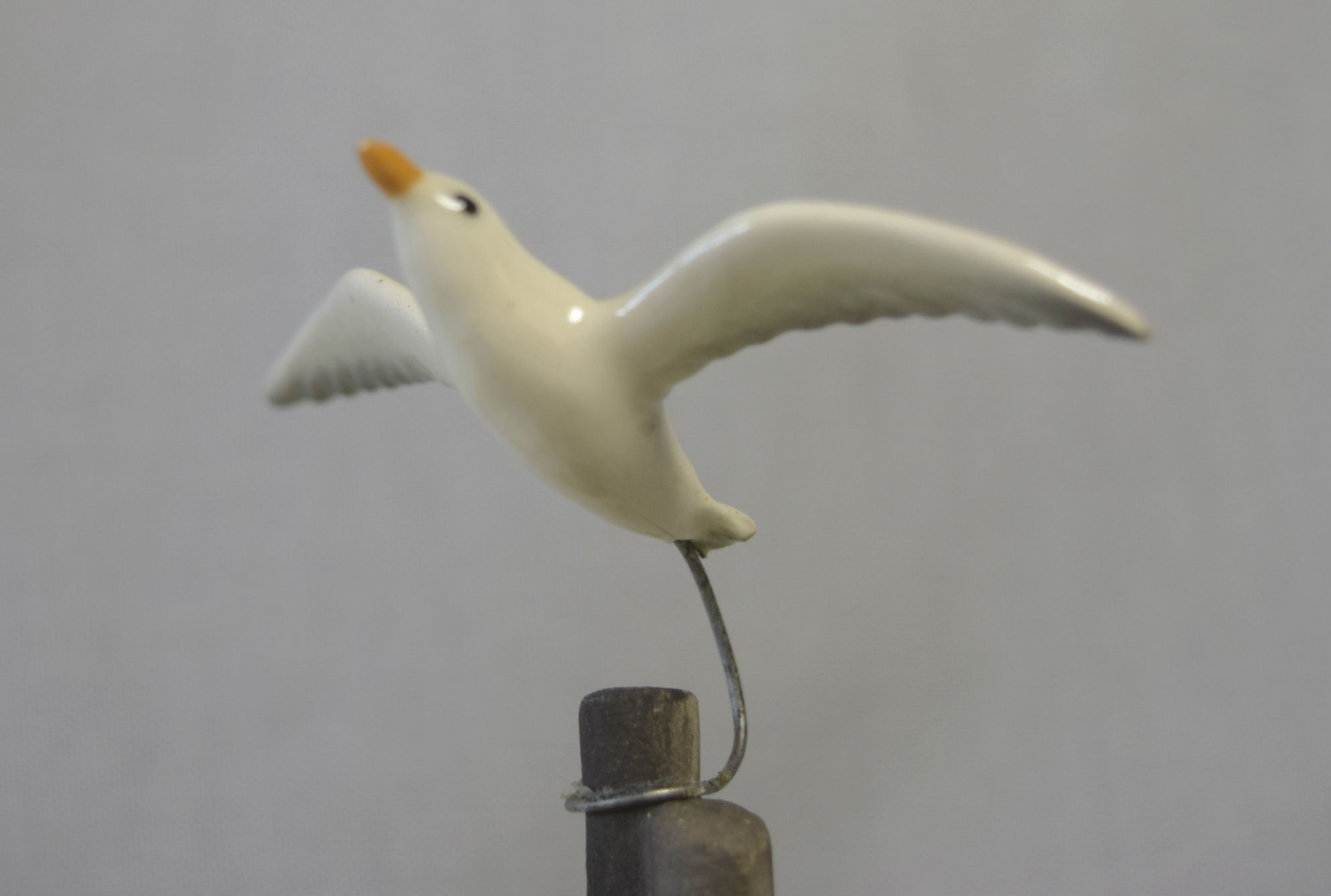 Seagull, flying  -image