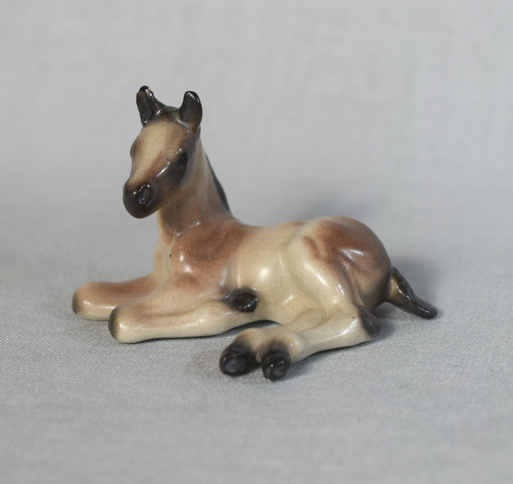 Arabian Foal, lying-image