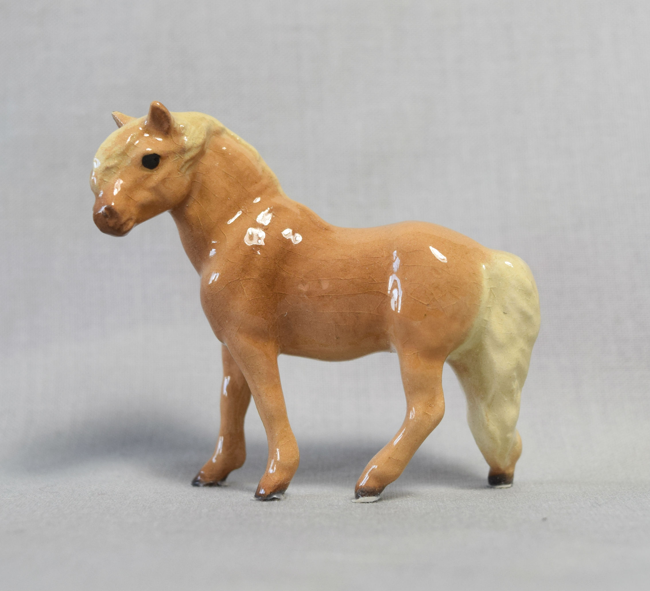 Shetland Pony Stallion main image