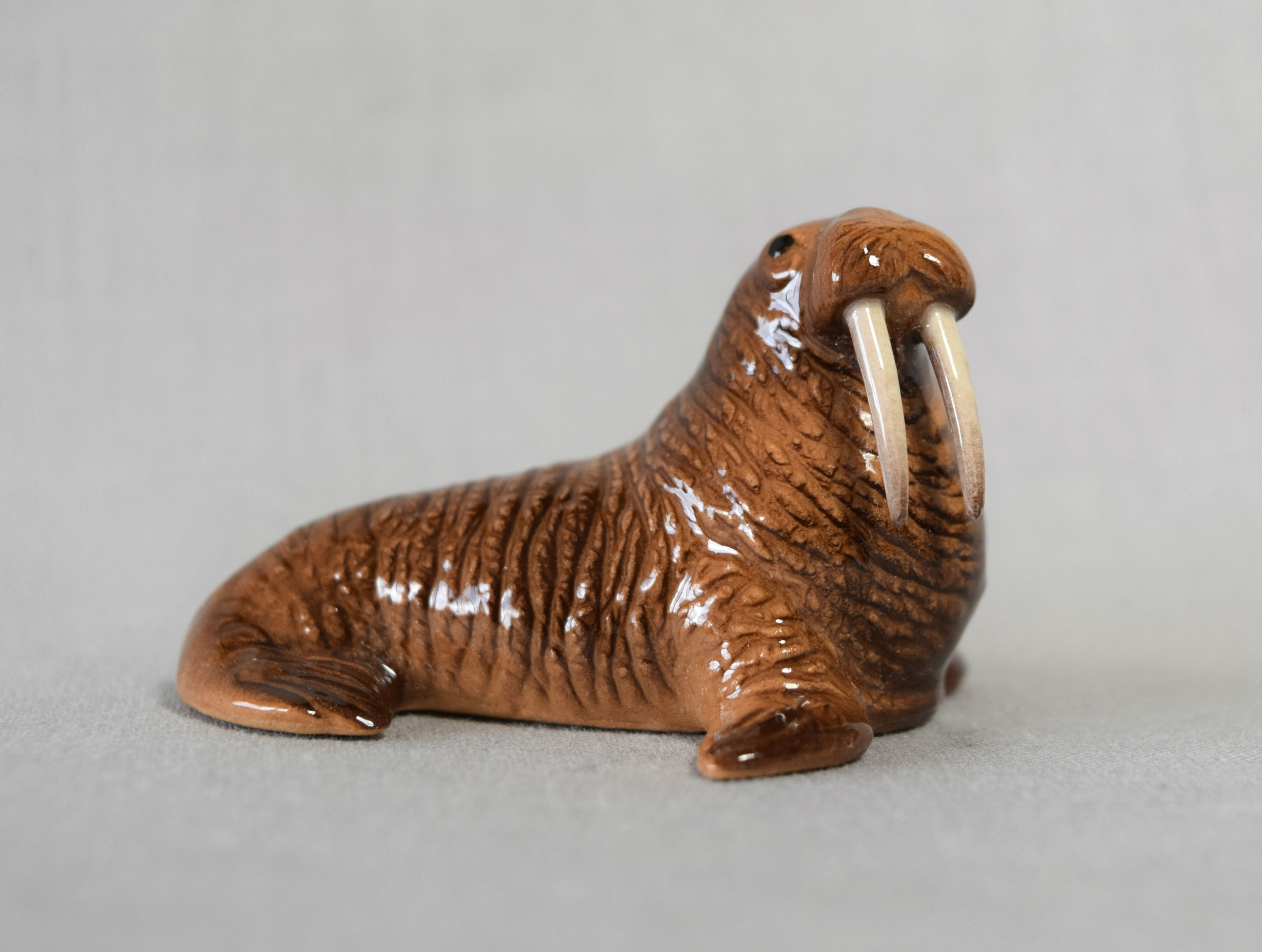 Walrus, thin tusks-image