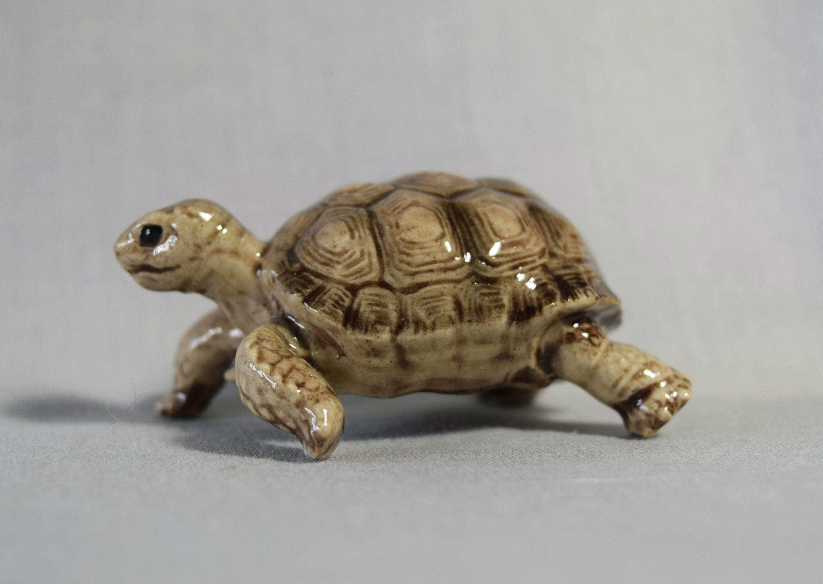Desert Tortoise-image