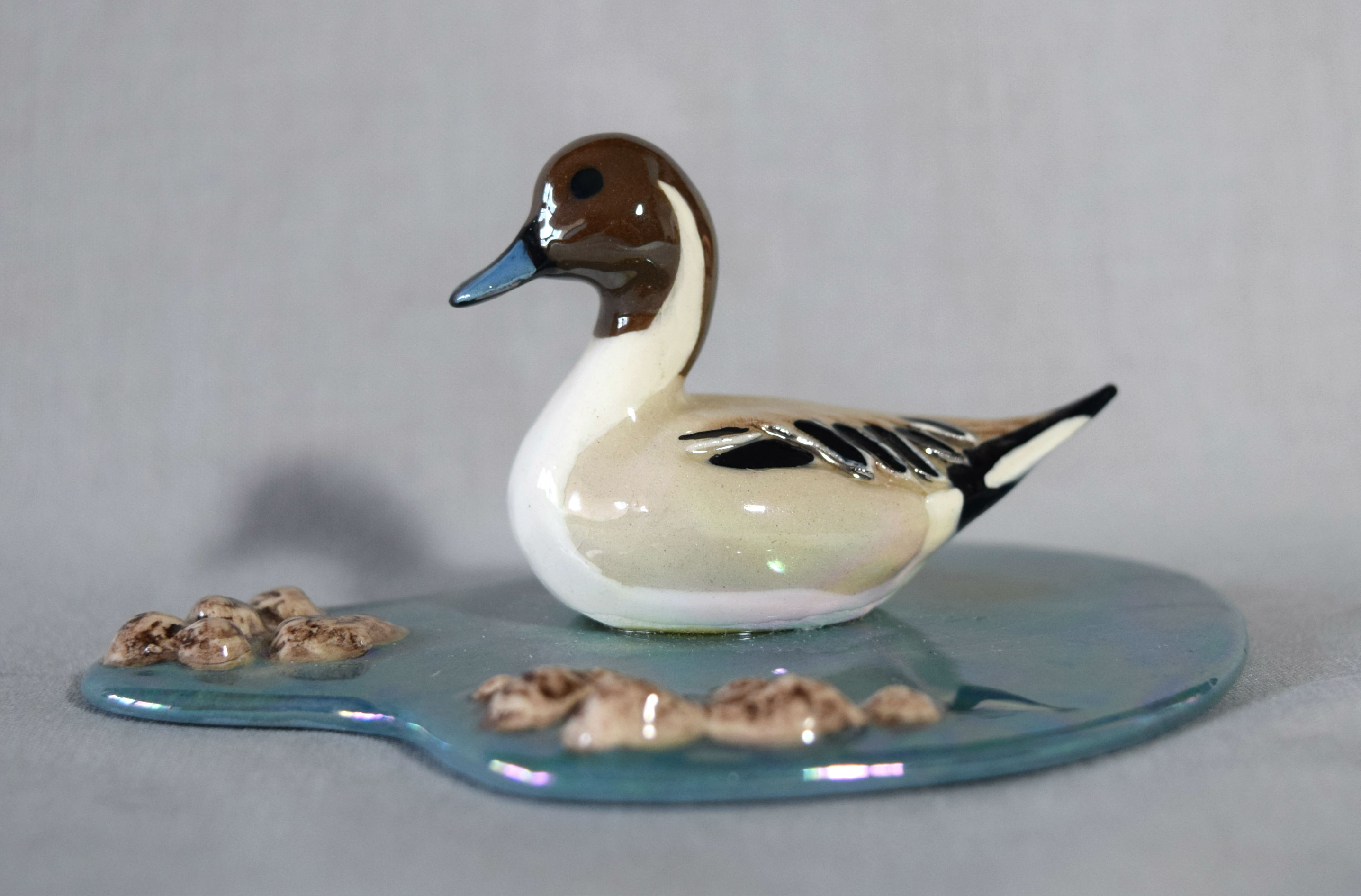 Pintail Duck-image