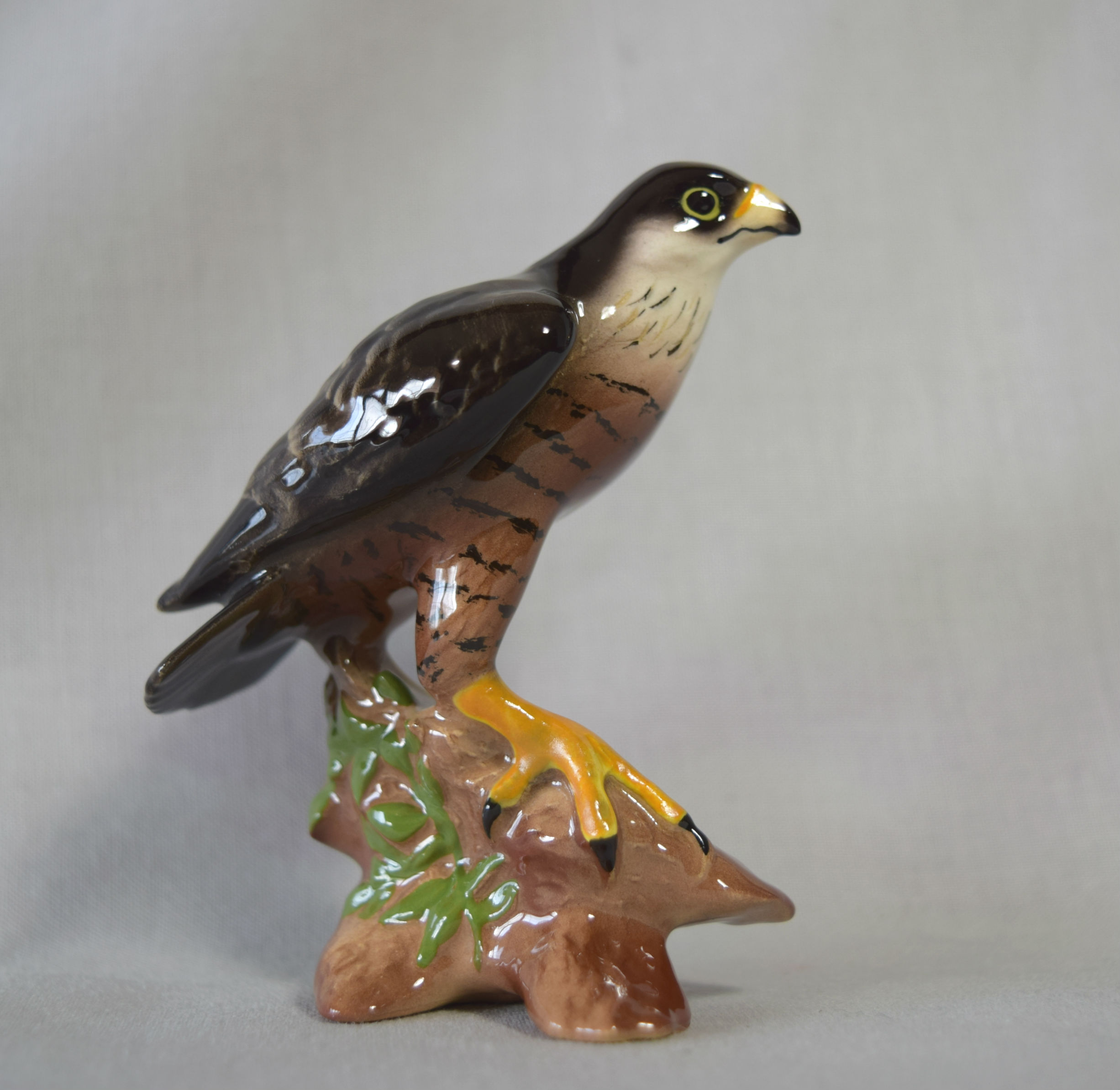 Peregrine Falcon-image
