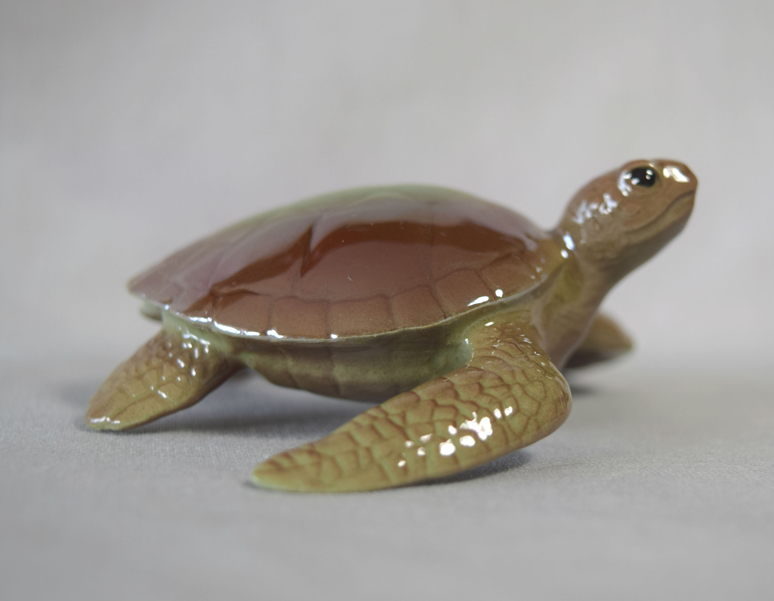 Sea Turtle-image