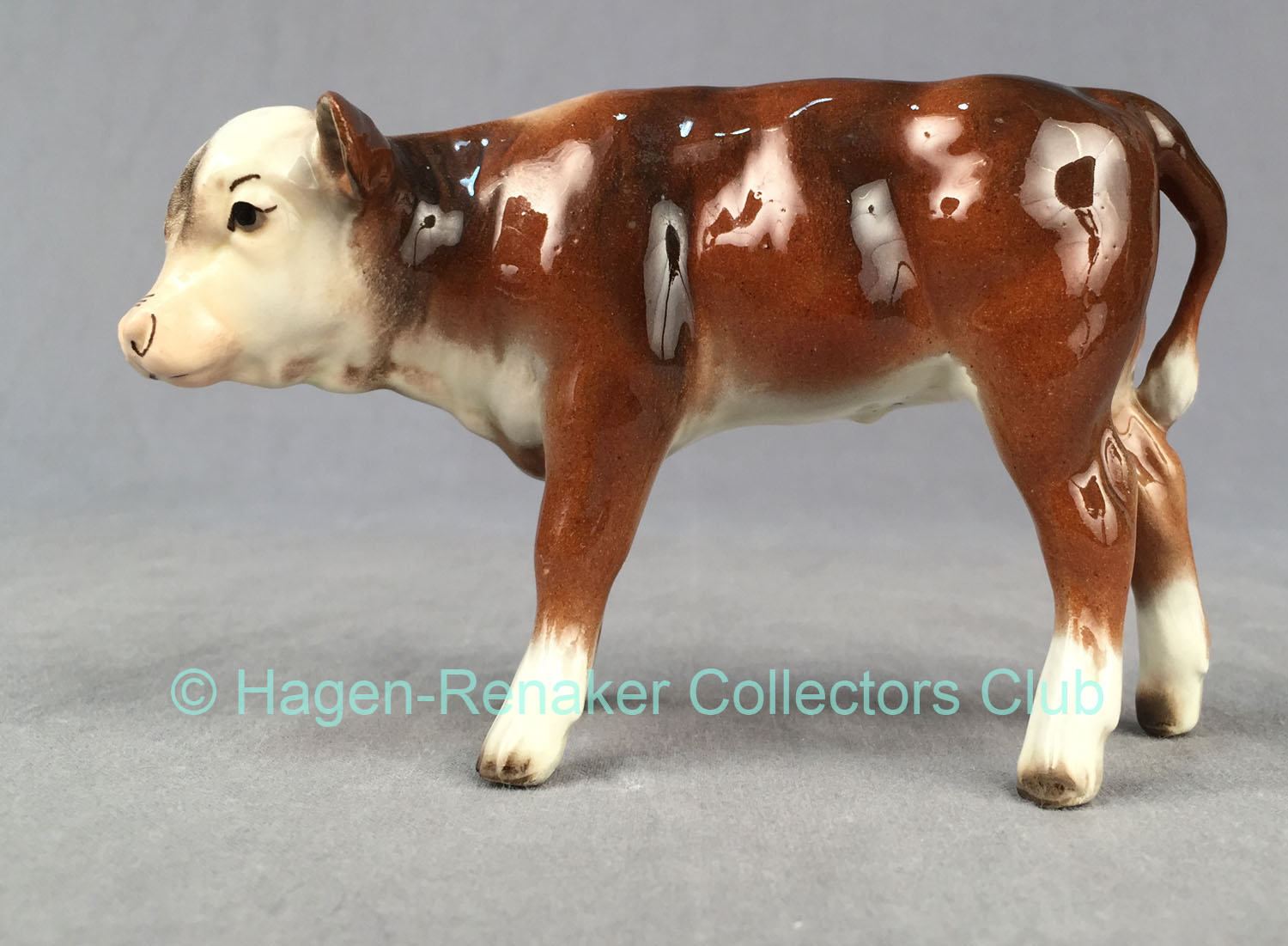 Hereford Calf "Dandy"-image