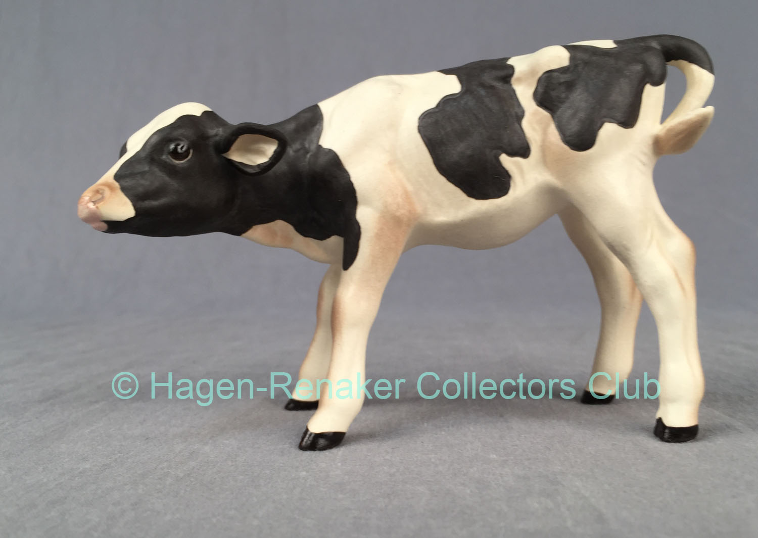 Holstein Calf-image