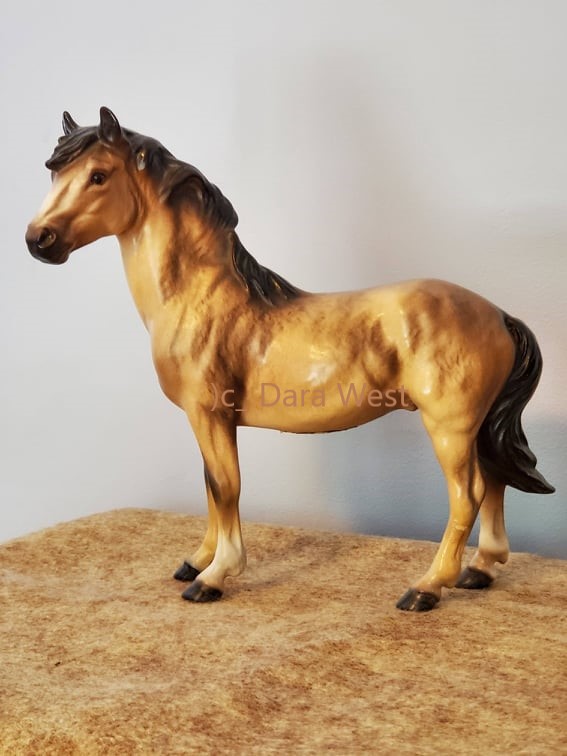 Mustang Stallion, Comanche-image