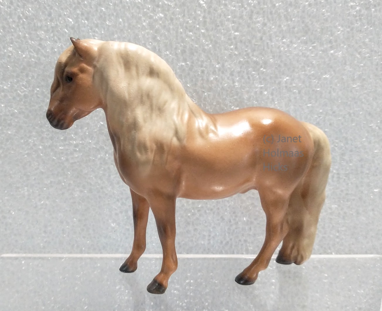 Shetland Pony Stallion, Wrangler main image