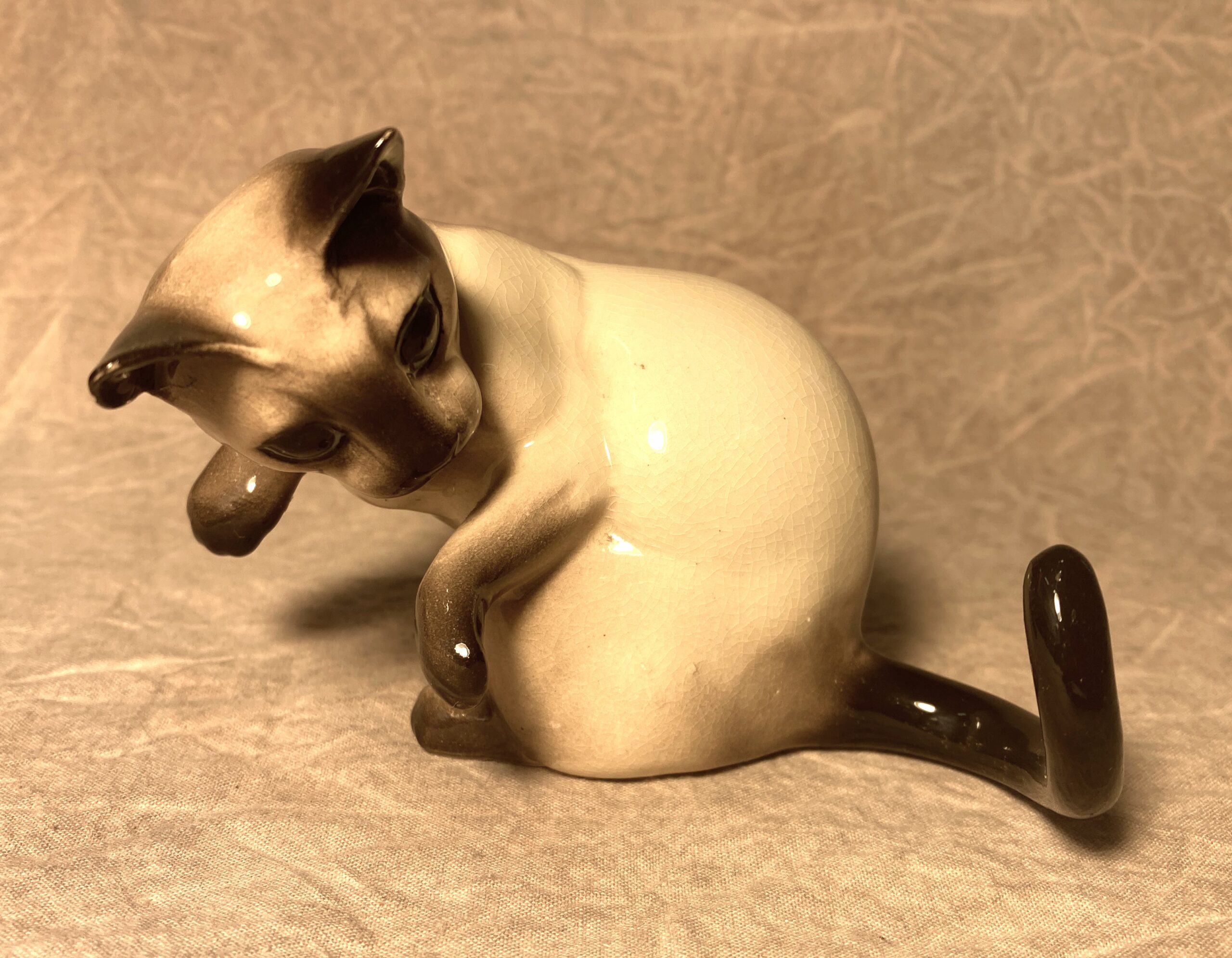 Siamese Cat, tail-watching-image