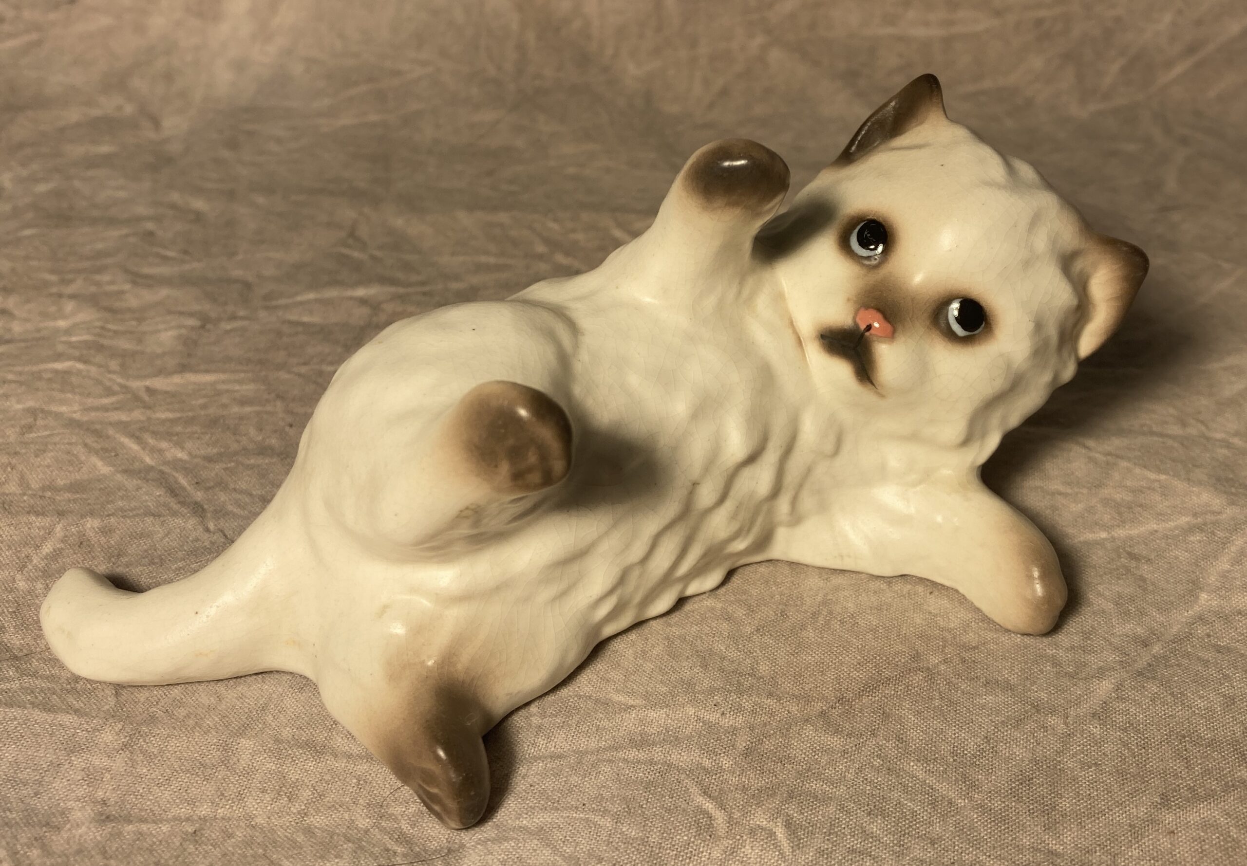 Persian Kitten lying, "Sparkle"-image