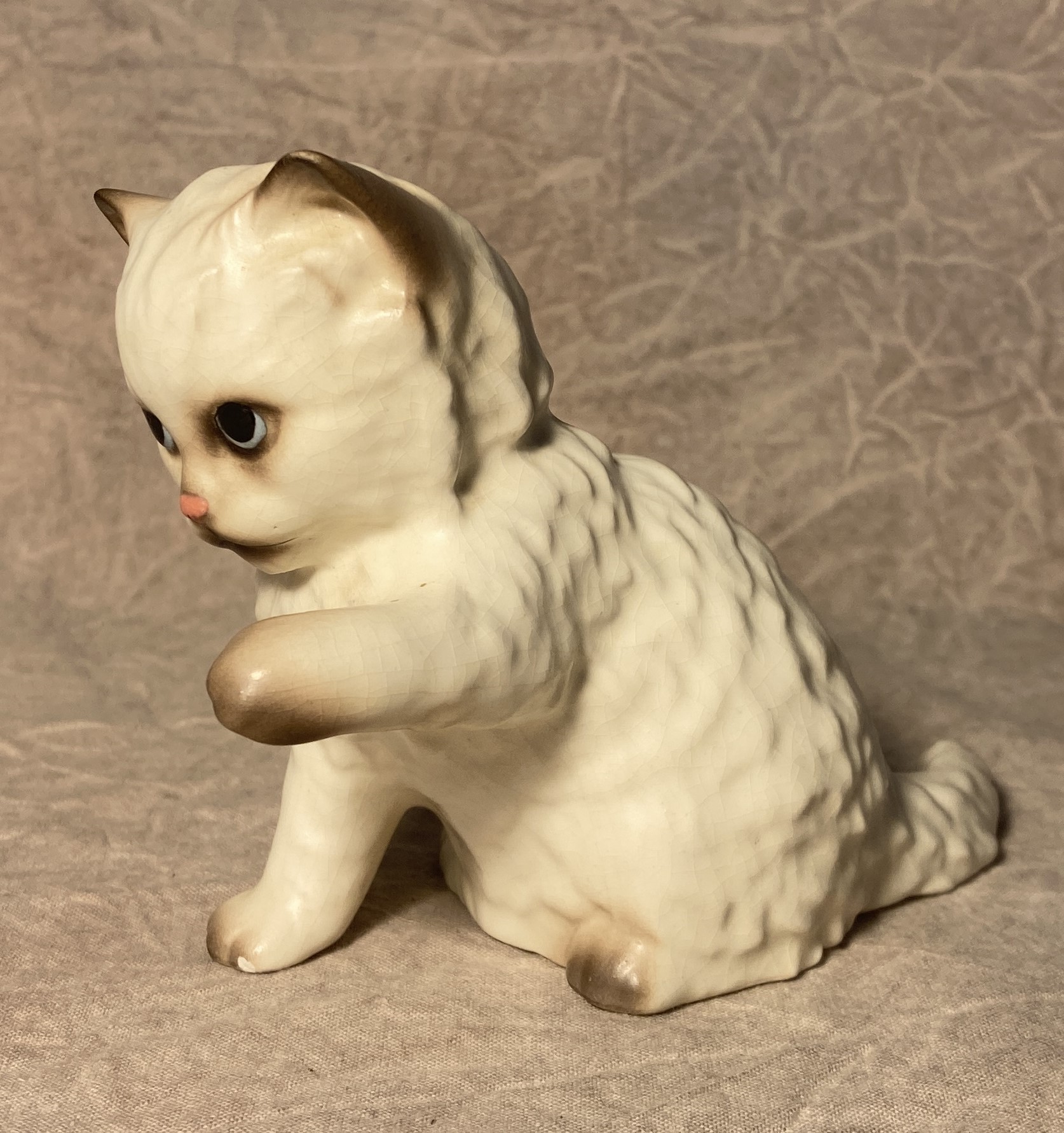 Persian Kitten sitting, "Glitter"-image