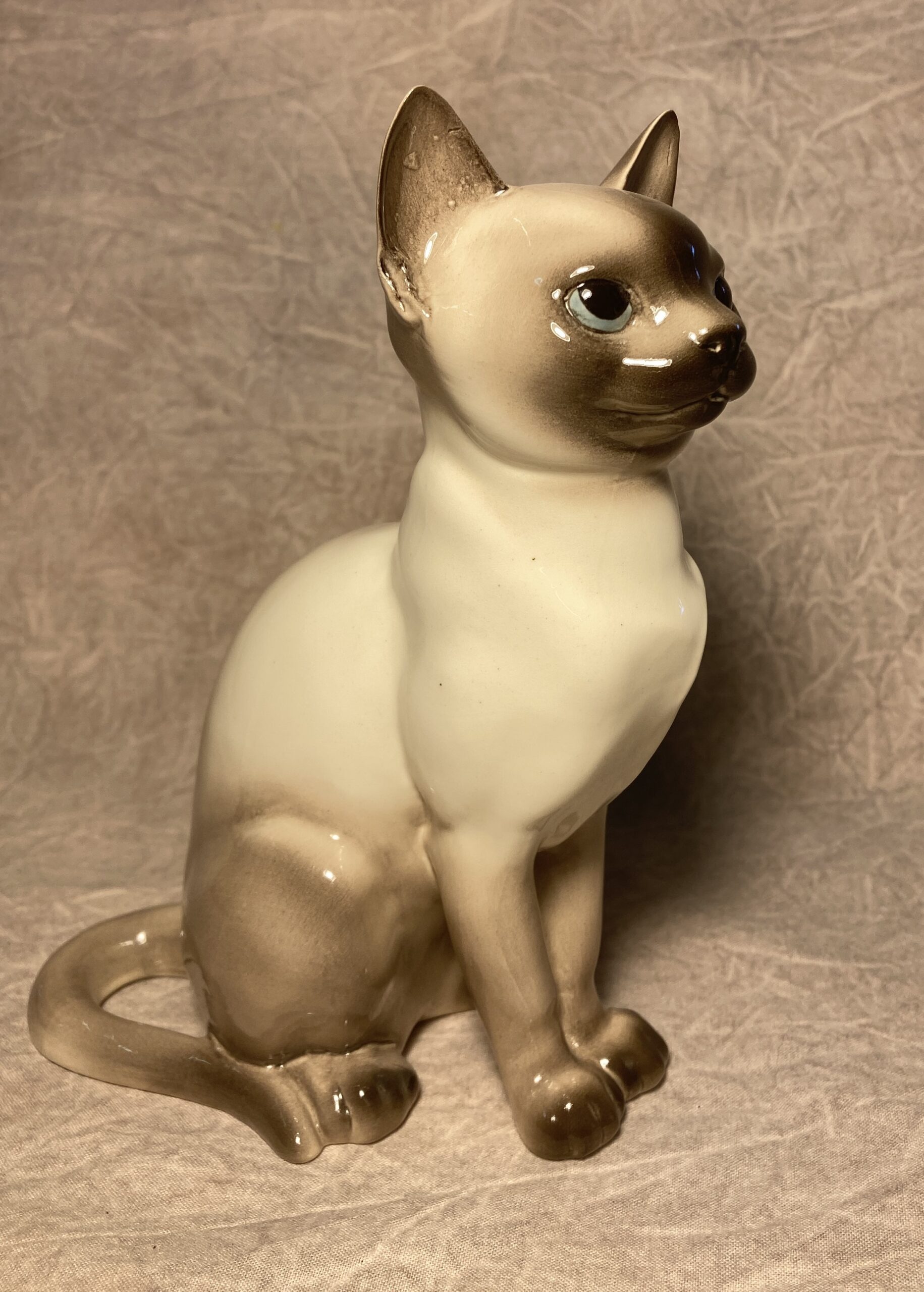 Siamese Kitten sitting "Sookie"-image